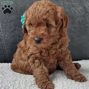 Champ, Cavapoo Puppy