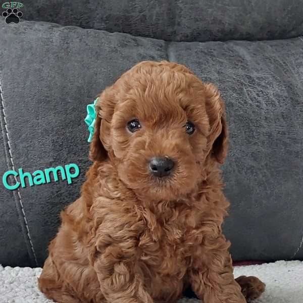 Champ, Cavapoo Puppy