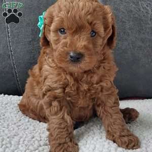 Champ, Cavapoo Puppy