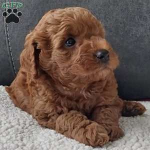 Champ, Cavapoo Puppy
