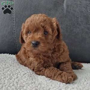 Champ, Cavapoo Puppy