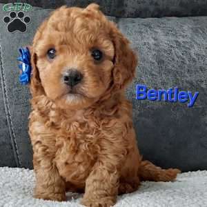 Bentley, Cavapoo Puppy