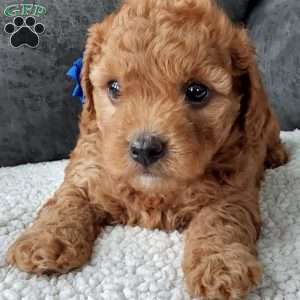 Bentley, Cavapoo Puppy