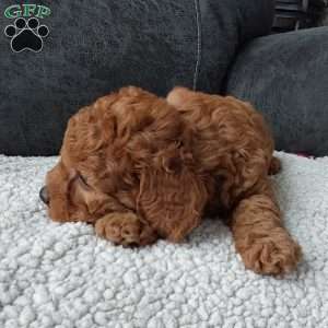 Bentley, Cavapoo Puppy