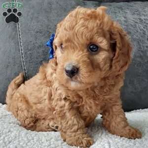 Bentley, Cavapoo Puppy