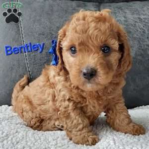 Bentley, Cavapoo Puppy