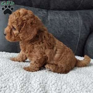 Bentley, Cavapoo Puppy