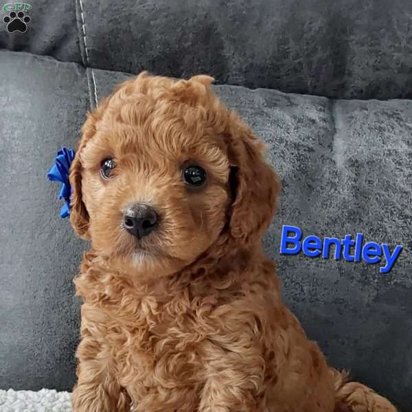 Bentley, Cavapoo Puppy