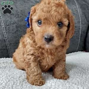 Bentley, Cavapoo Puppy