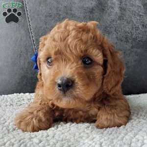 Bentley, Cavapoo Puppy
