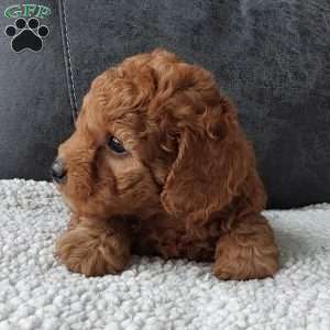 Bentley, Cavapoo Puppy