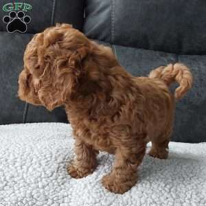 Bentley, Cavapoo Puppy