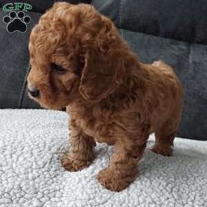 Bentley, Cavapoo Puppy
