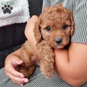 Bentley, Cavapoo Puppy