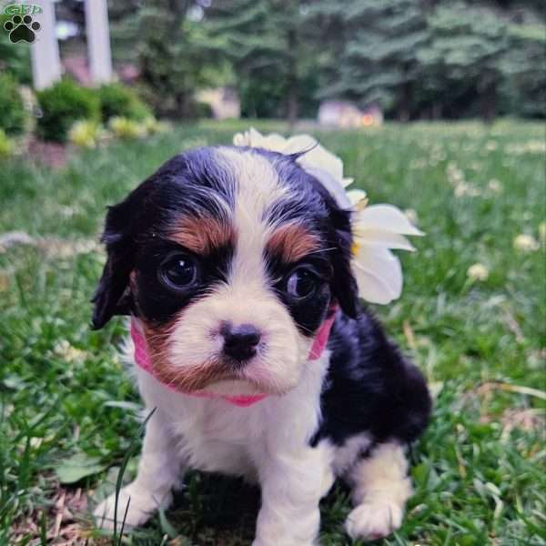 Raina, Cavalier King Charles Spaniel Puppy
