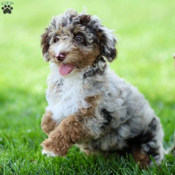 Latte, Cavapoo Puppy