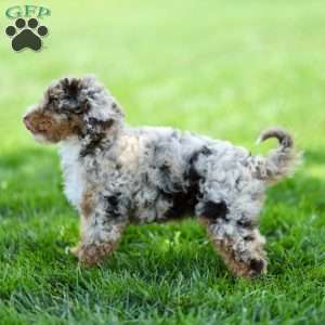 Latte, Cavapoo Puppy
