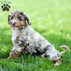 Latte, Cavapoo Puppy