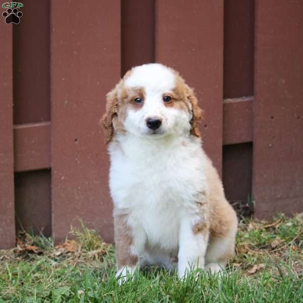 Rex, Mini Bernedoodle Puppy