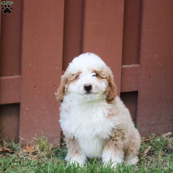Max, Mini Bernedoodle Puppy