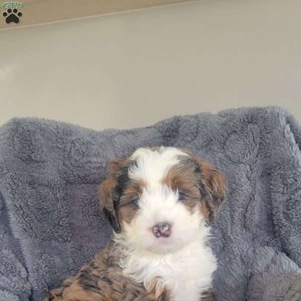 Ruger, Mini Bernedoodle Puppy