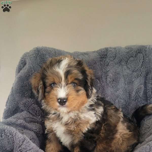 Cooper, Mini Bernedoodle Puppy