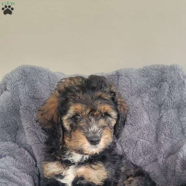 Sage, Mini Bernedoodle Puppy