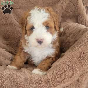 Scarlet, Mini Bernedoodle Puppy