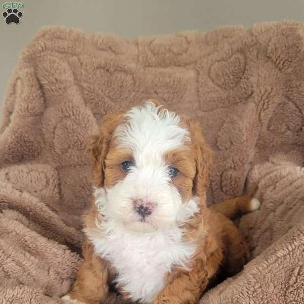 Scarlet, Mini Bernedoodle Puppy