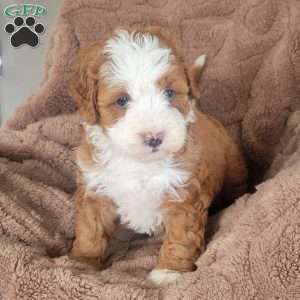Scarlet, Mini Bernedoodle Puppy