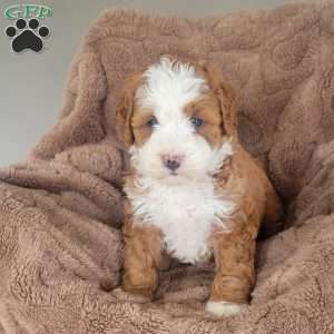 Scarlet, Mini Bernedoodle Puppy