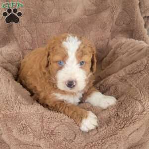 Leo, Mini Bernedoodle Puppy