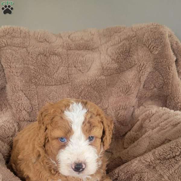 Leo, Mini Bernedoodle Puppy