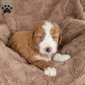 Leo, Mini Bernedoodle Puppy