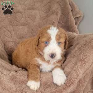Leo, Mini Bernedoodle Puppy