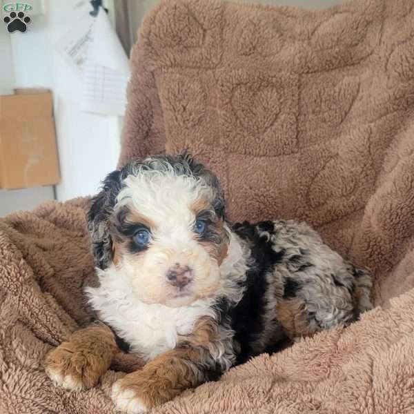 Audrey, Mini Bernedoodle Puppy