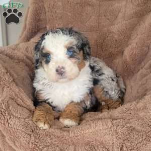 Audrey, Mini Bernedoodle Puppy