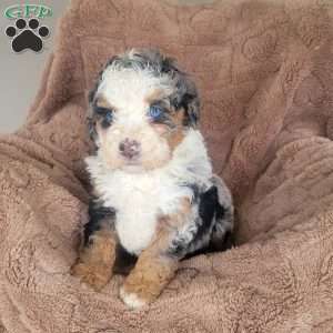 Audrey, Mini Bernedoodle Puppy
