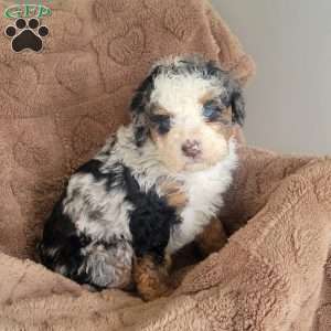 Audrey, Mini Bernedoodle Puppy