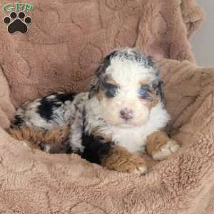 Audrey, Mini Bernedoodle Puppy