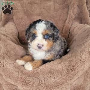Sadie, Mini Bernedoodle Puppy