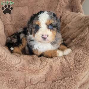 Sadie, Mini Bernedoodle Puppy