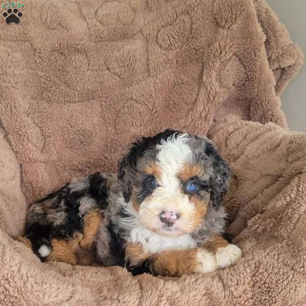 Sadie, Mini Bernedoodle Puppy