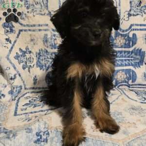 Rascal, Mini Aussiedoodle Puppy