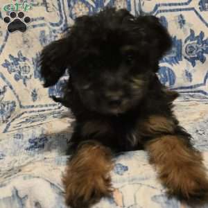 Rascal, Mini Aussiedoodle Puppy