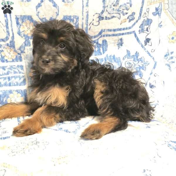Rascal, Mini Aussiedoodle Puppy