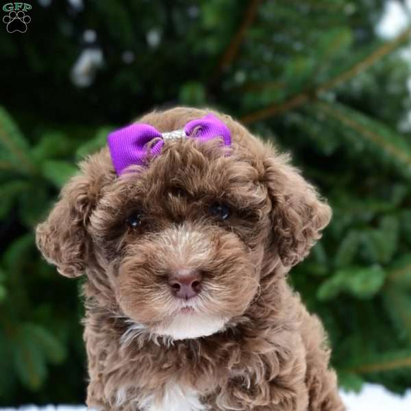 Tina, Havapoo Puppy