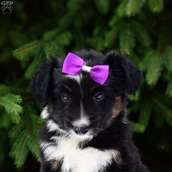 Roxy, Miniature Australian Shepherd Puppy