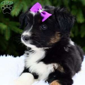 Roxy, Miniature Australian Shepherd Puppy