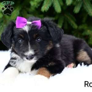 Roxy, Miniature Australian Shepherd Puppy